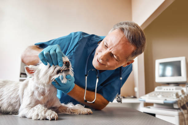 Best Pediatric Emergency Dentist in South Plainfield, NJ